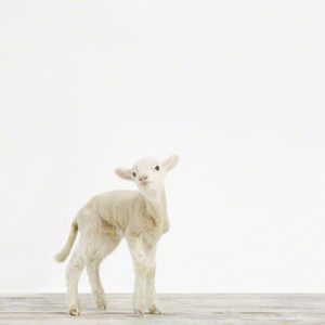 baby-animal-prints-nursery-art