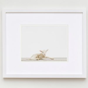 baby-animal-prints-nursery-art