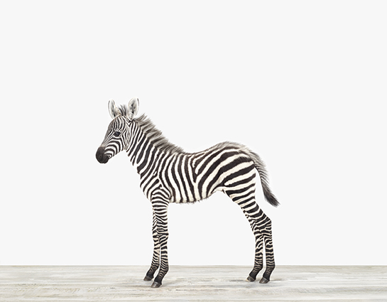 Baby Zebra — The Animal Print Shop