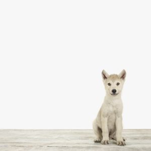 Wolf Pup No. 1
