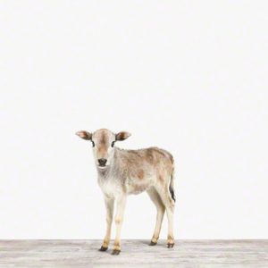 Calf No. 1