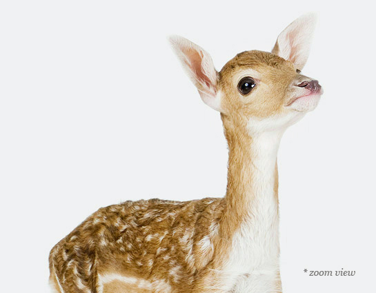 Baby Deer — The Animal Print Shop