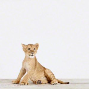 Lion Cub