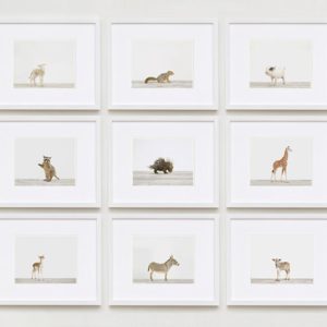 baby-animal-prints-nursery-art-3.php