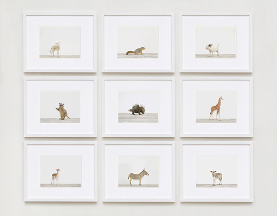 baby-animal-prints-nursery-art-3.php