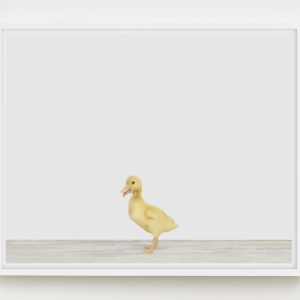 baby-animal-prints-nursery-art-3.php