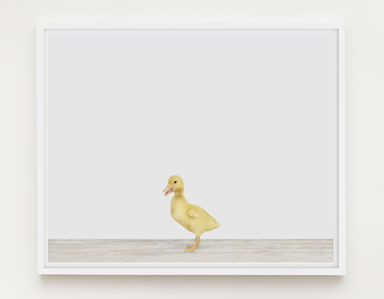 baby-animal-prints-nursery-art-3.php