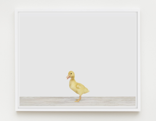 baby-animal-prints-nursery-art-3.php