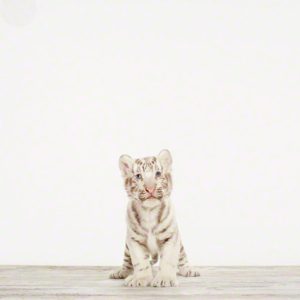 Baby White Tiger No. 1