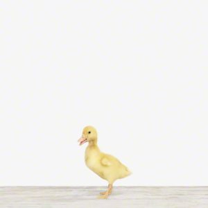 Duckling