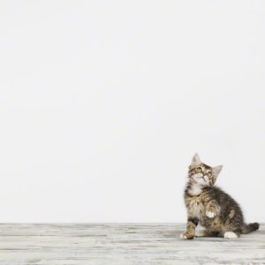 Kitten