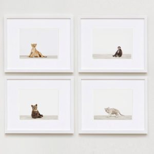 baby-animal-prints-nursery-art-photography-04