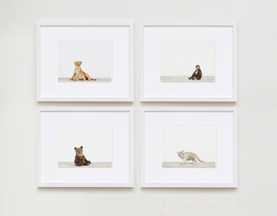 baby-animal-prints-nursery-art-photography-04