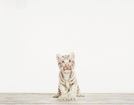 baby-animal-prints-nursery-art