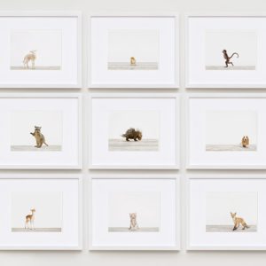 baby-animal-prints-nursery-art.php