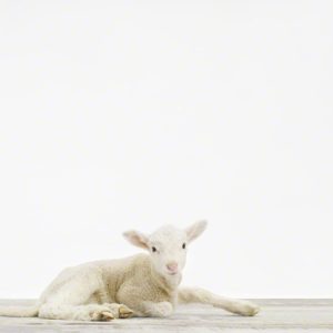 Lamb No. 2
