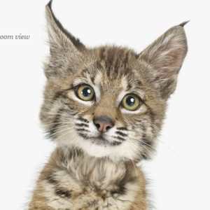 baby-bobcat-art-for-nursery