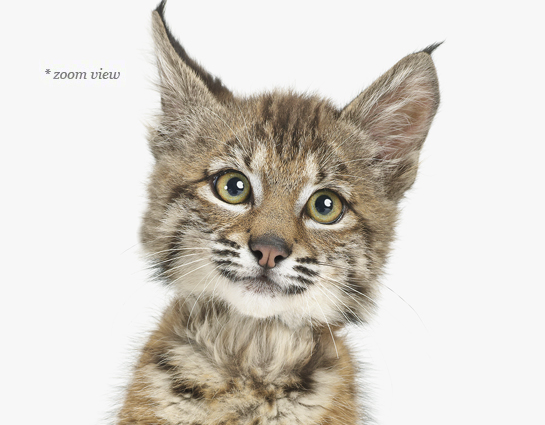 baby-bobcat-art-for-nursery