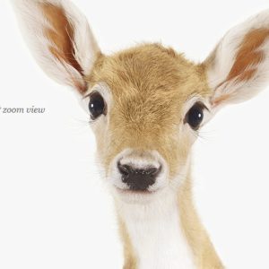 baby-deer-decor-art-for-nursery