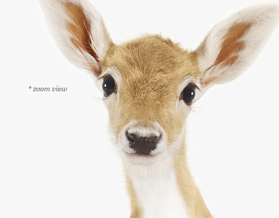 baby-deer-decor-art-for-nursery