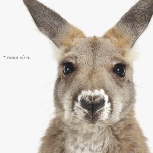 baby-kangaroo-art-for-nursery