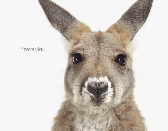 baby-kangaroo-art-for-nursery