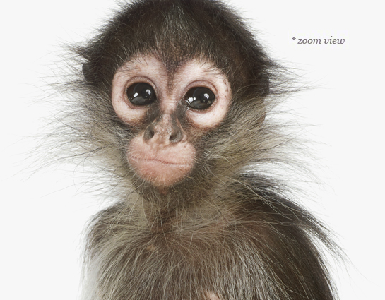 baby-monkey-art-for-nursery