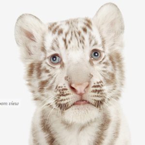 baby-white-tiger-art-for-nursery