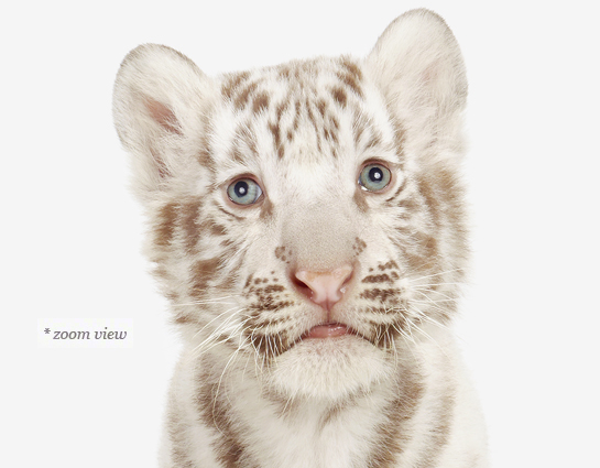 baby-white-tiger-art-for-nursery