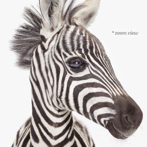 baby-zebra-decor--art-for-nursery