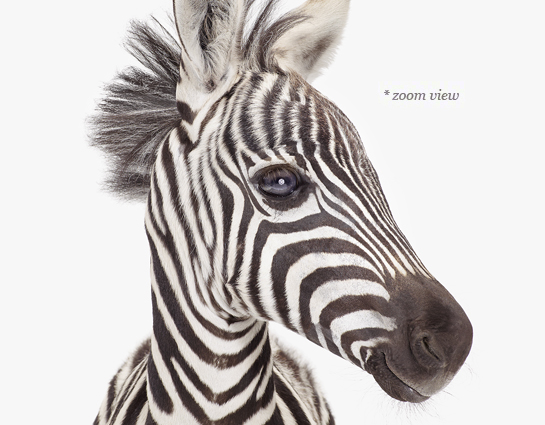 baby-zebra-decor--art-for-nursery