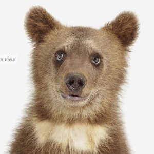 bear-cub-art-for-nursery