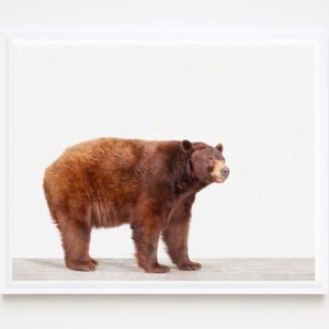 bear-photography-sharon-montrose-2.php