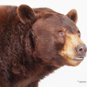 bear-photography-sharon-montrose-3.php