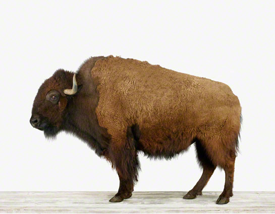 American Buffalo — Animal Print