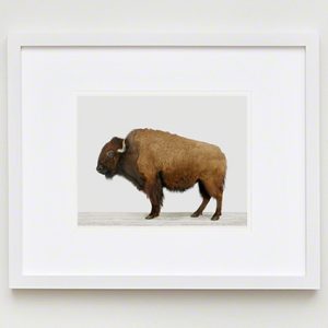 American Buffalo — The Animal Print Shop