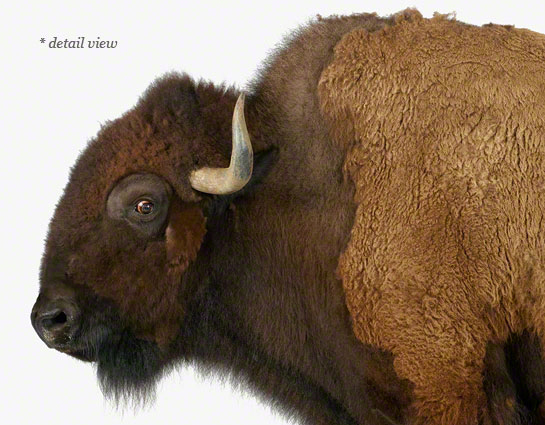 American Buffalo — The Animal Print Shop