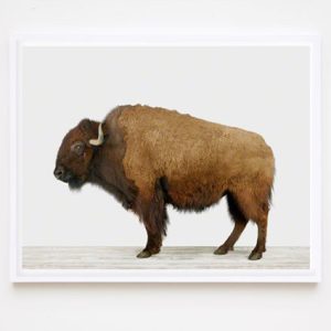 bison-buffalo-prints-animal-art-photography