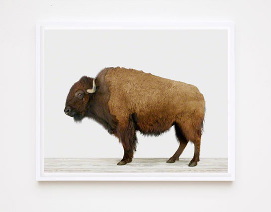 bison-buffalo-prints-animal-art-photography