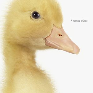 duckling-art-for-nursery