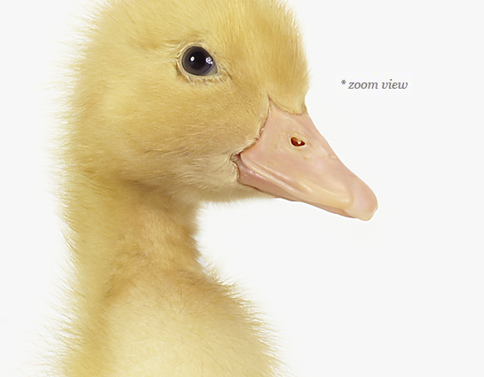 duckling-art-for-nursery