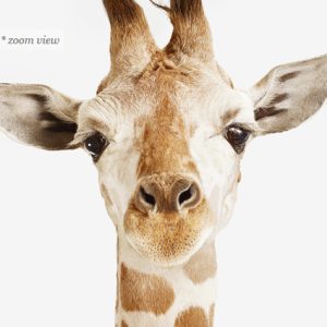 giraffe-baby-safari-decor-art-for-nursery