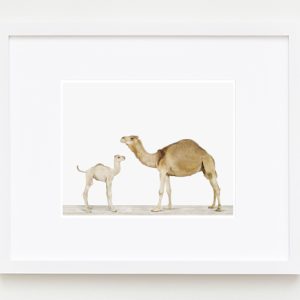 baby-animal-prints-nursery-art