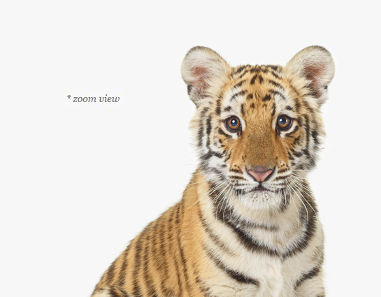 humanmade tiger bengala Photographic Print for Sale by