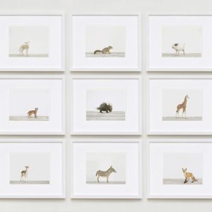 imagebaby-animal-prints-nursery-art2.php