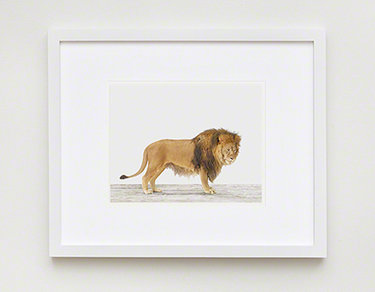 Lion No. 2 — The Animal Print Shop