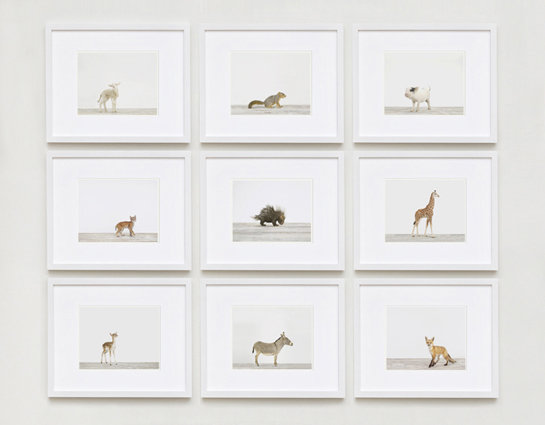 imagebaby-animal-prints-nursery-art2.php