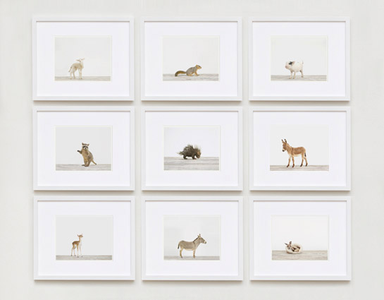 baby-animal-prints-nursery-art