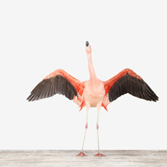 Flamingo No. 2