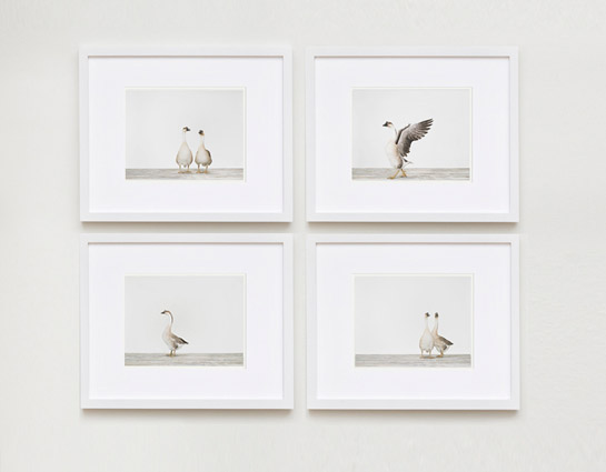 image-3.sharon-montrose-flamingo-bird-ar